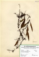 藏品(骨牌蕨)的圖片